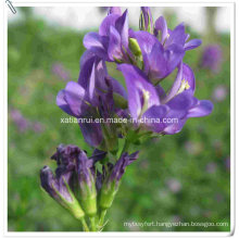 Manufacturer Natural Alfalfa/Medicago Sativa L. Extract Powder